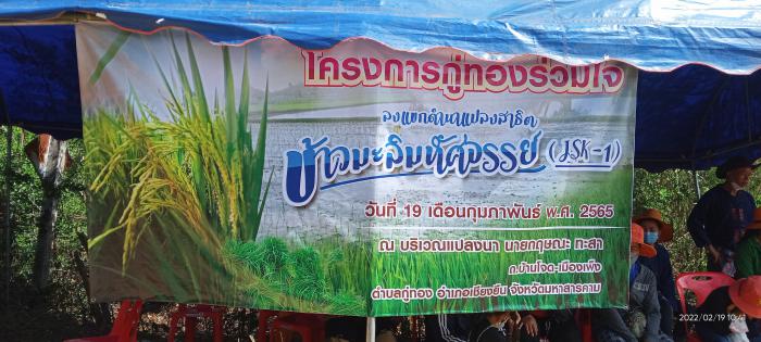 เมื่อวันที่ 19 ก.พ 2565 องค์การบริหารส่วนตำบลกู่ทอง พี่น้องชาวกู่ทองร่วมใจ จัดกิจกรรม ลงแขกปักดำนาปรัง ข้าวมะลิมหัศจรรย์ jsk-1ซึ่งเป็นพันธุ์ข้าวที่ให้ผลผลิตที่ดีเหมะสมกับพื้นที่ตำบลกู่ทองสามารถทำได้ทั้งนาปีและนาปัง จึงนำมาปลูกในแปลงนาสาธิต เพื่อขยายเมล็ดพ